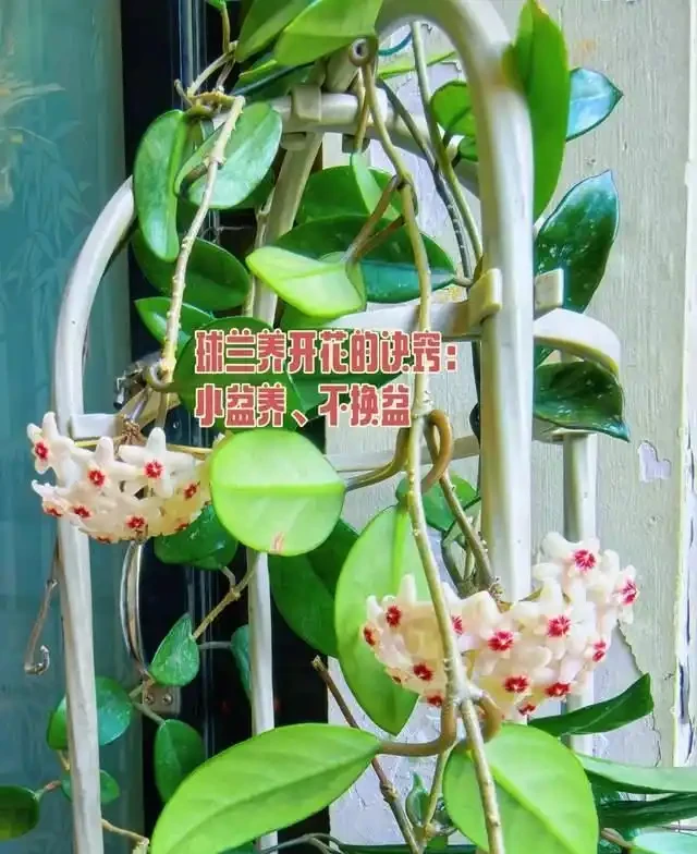 6種「耐陰花」,越曬越蔫,夏天「躲著太陽」養,輕鬆開滿盆!