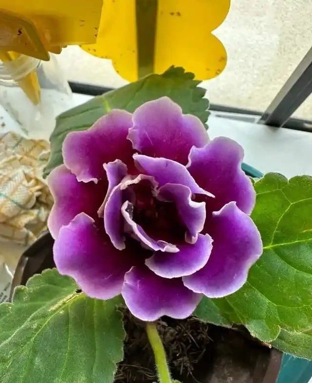6種「耐陰花」,越曬越蔫,夏天「躲著太陽」養,輕鬆開滿盆!