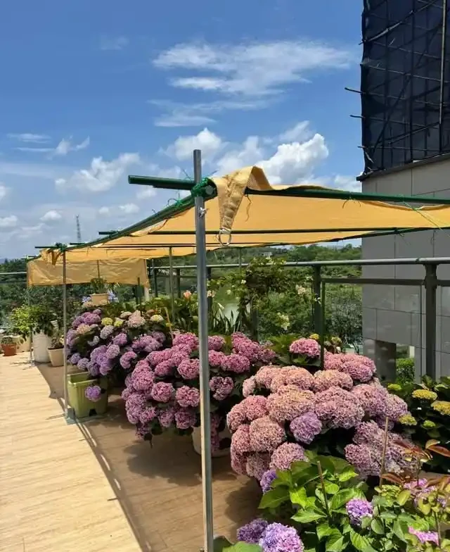 6種「耐陰花」,越曬越蔫,夏天「躲著太陽」養,輕鬆開滿盆!
