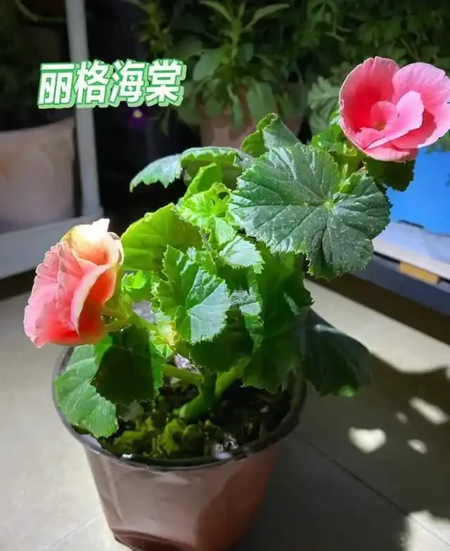 6種「耐陰花」,越曬越蔫,夏天「躲著太陽」養,輕鬆開滿盆!