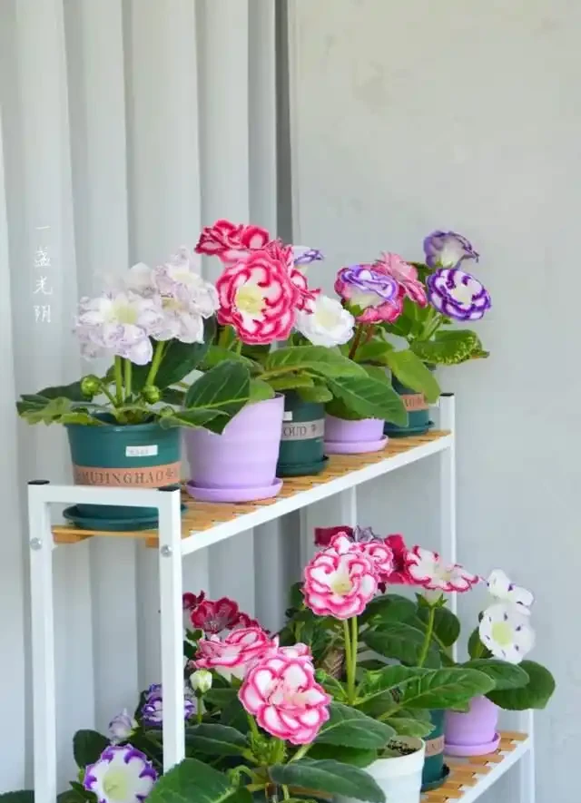 6種「耐陰花」,越曬越蔫,夏天「躲著太陽」養,輕鬆開滿盆!