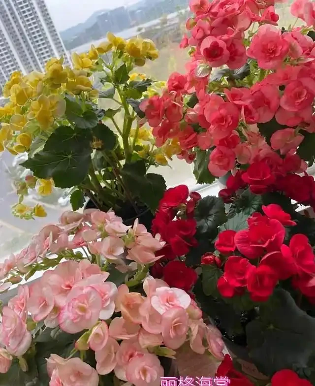 6種「耐陰花」,越曬越蔫,夏天「躲著太陽」養,輕鬆開滿盆!