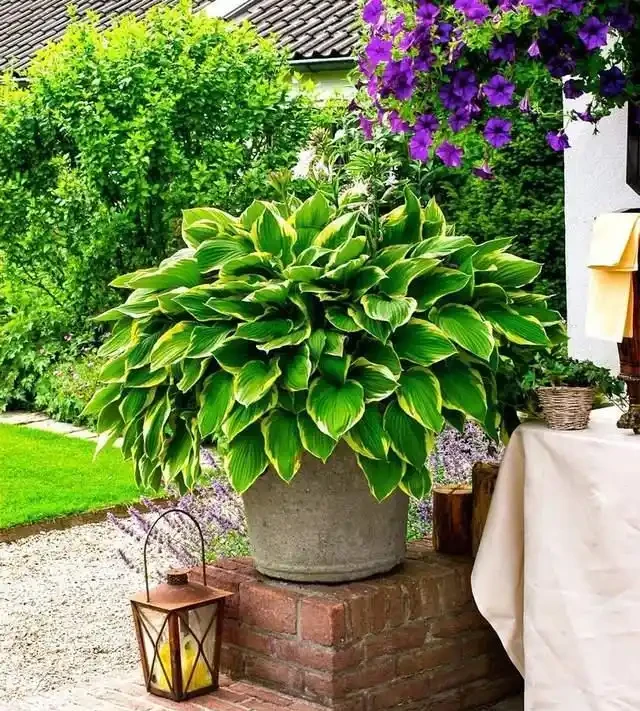 6種「耐陰花」,越曬越蔫,夏天「躲著太陽」養,輕鬆開滿盆!