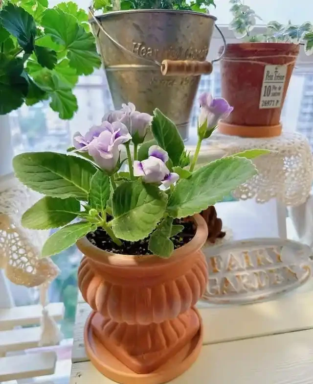 6種「耐陰花」,越曬越蔫,夏天「躲著太陽」養,輕鬆開滿盆!