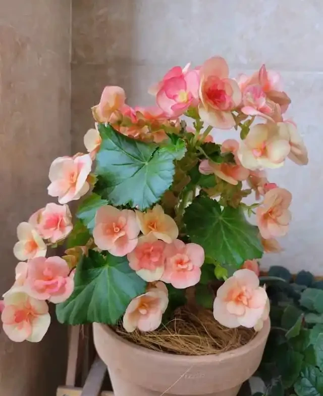 6種「耐陰花」,越曬越蔫,夏天「躲著太陽」養,輕鬆開滿盆!