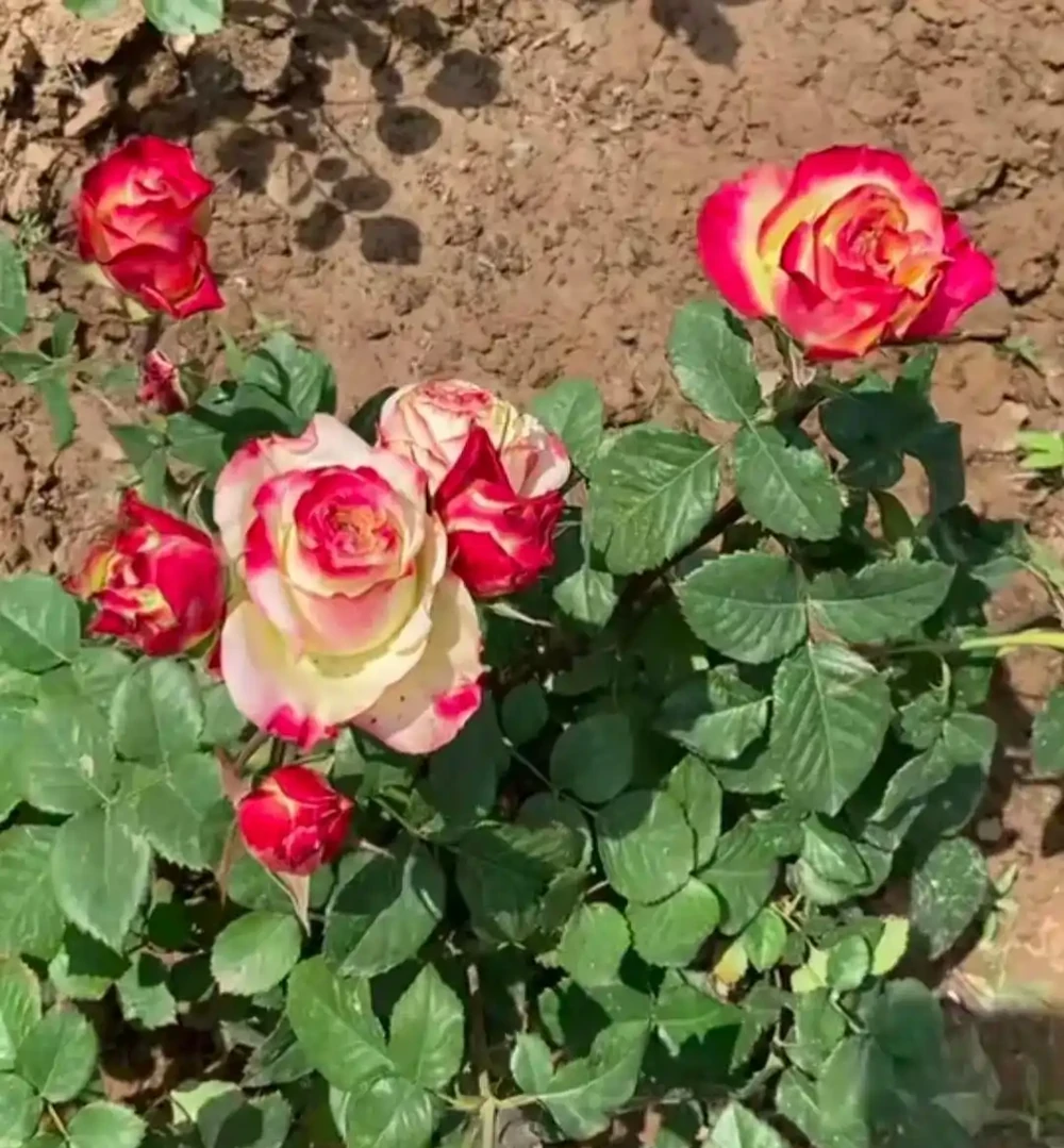 地植玫瑰花突然爆火,養護技巧曝光