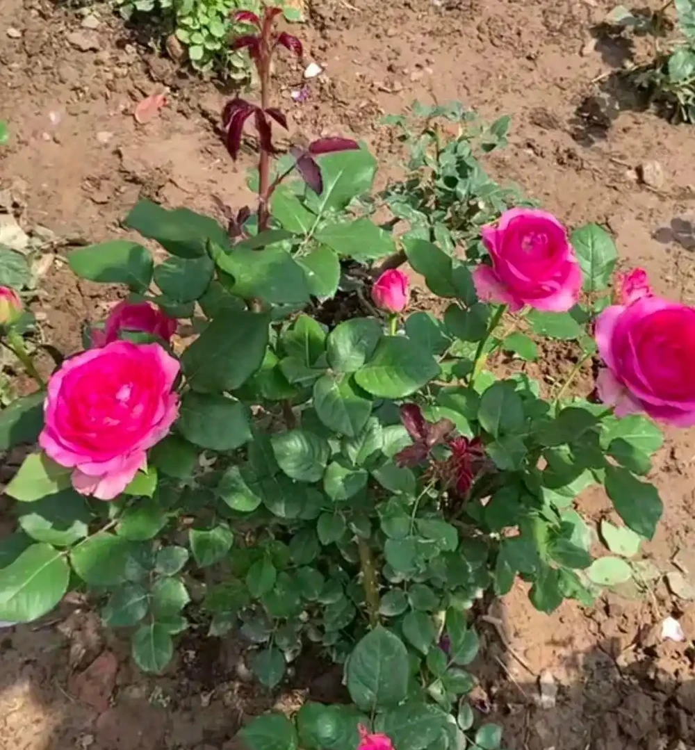 地植玫瑰花突然爆火,養護技巧曝光