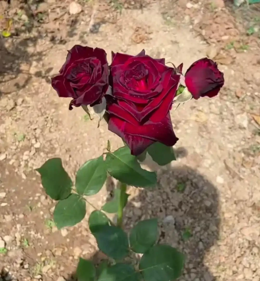 地植玫瑰花突然爆火,養護技巧曝光