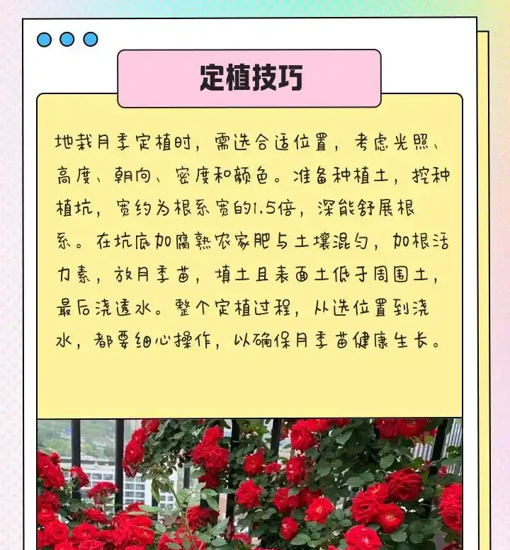 地植玫瑰花突然爆火,養護技巧曝光