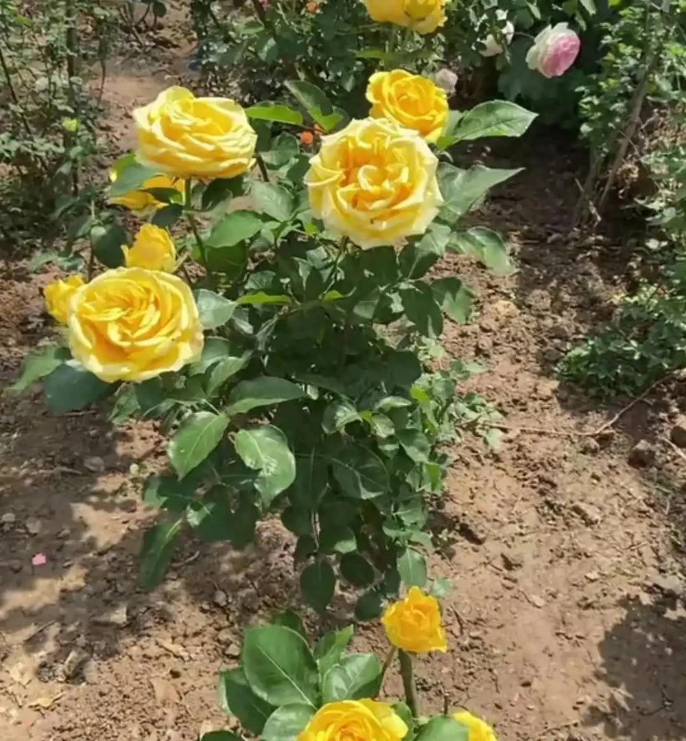 地植玫瑰花突然爆火,養護技巧曝光