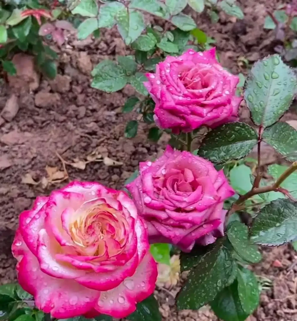 地植玫瑰花突然爆火,養護技巧曝光