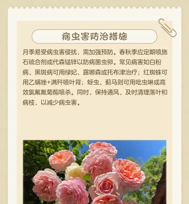 地植玫瑰花突然爆火,養護技巧曝光