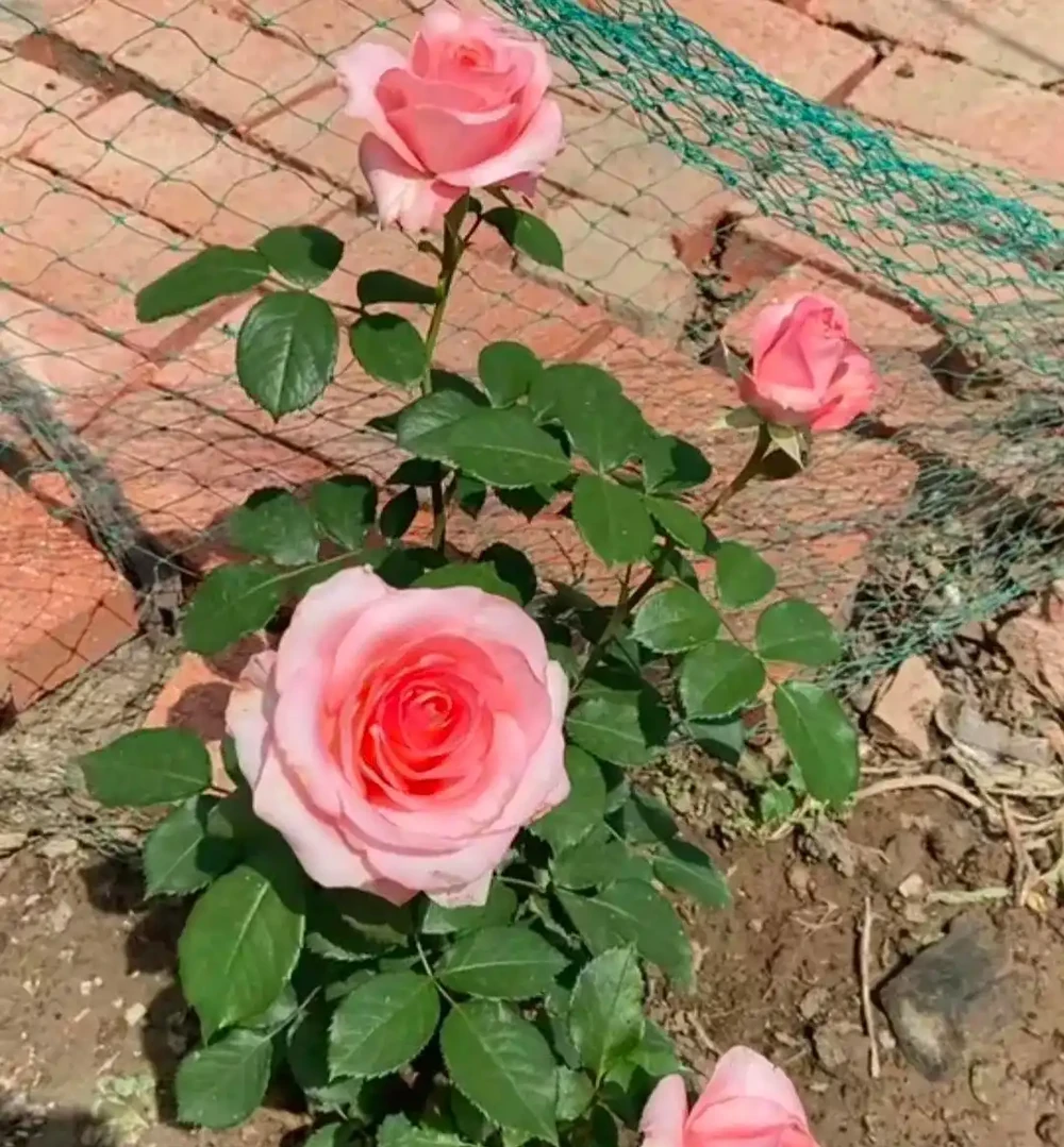 地植玫瑰花突然爆火,養護技巧曝光