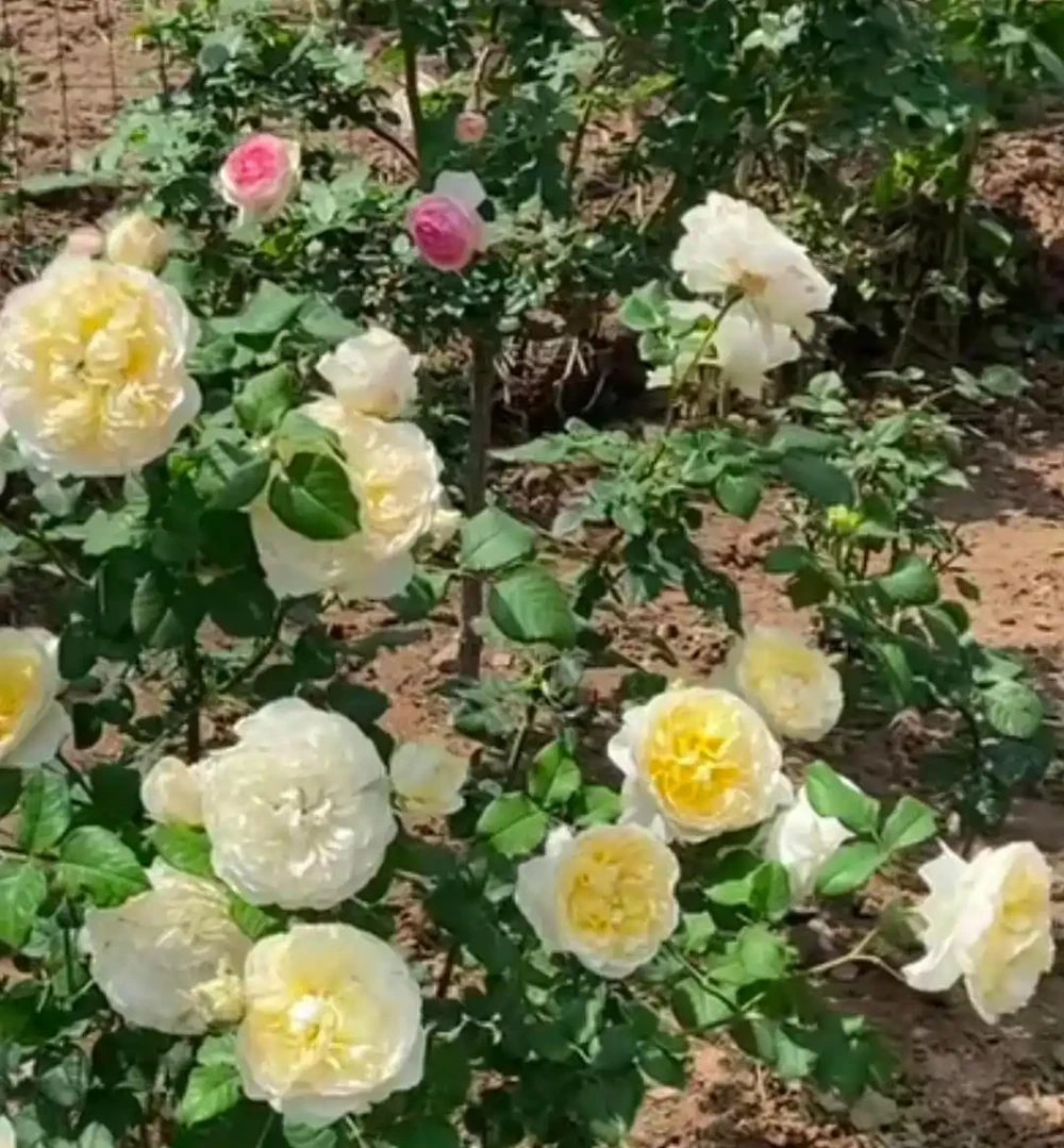 地植玫瑰花突然爆火,養護技巧曝光
