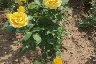 地植玫瑰花突然爆火，養護技巧曝光