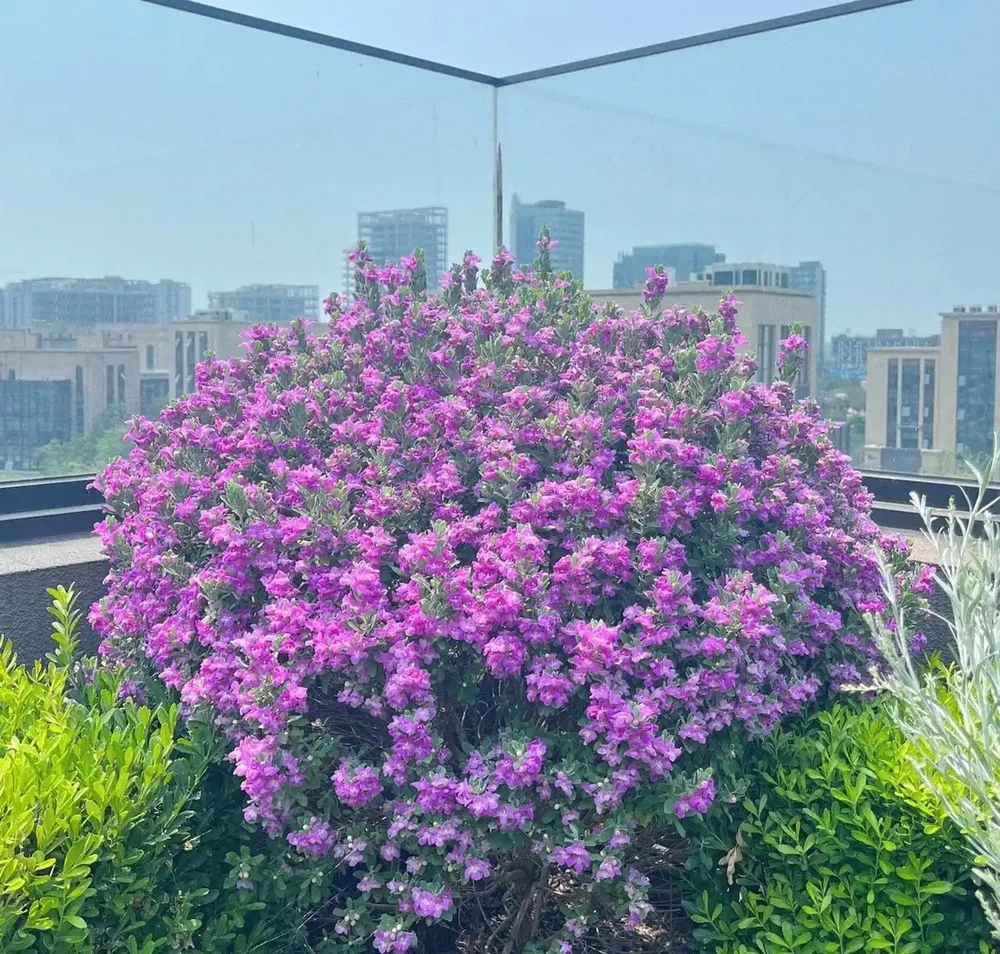 花量巨大,請放鬆開一樹