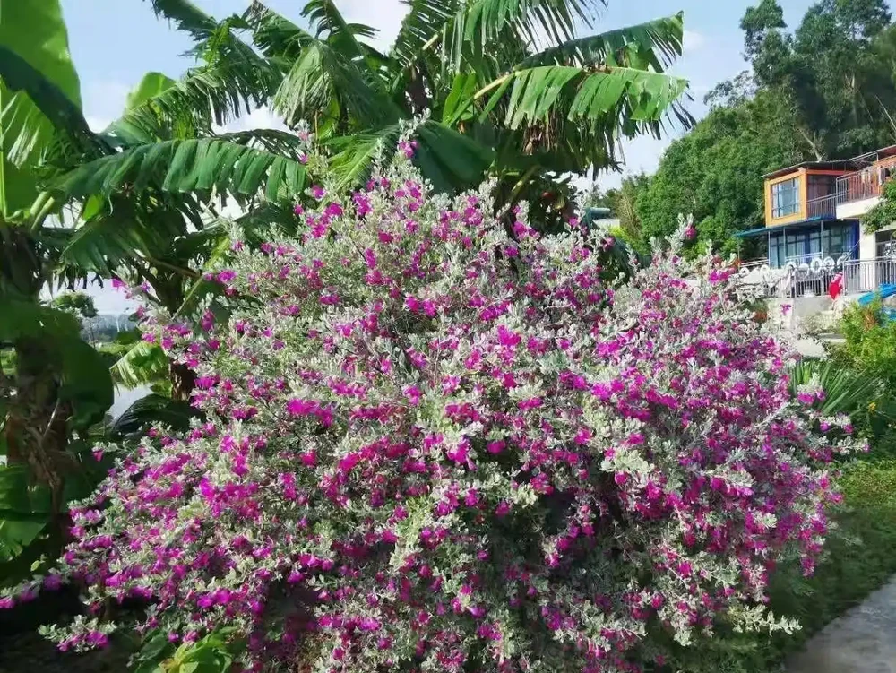 開花勤奮