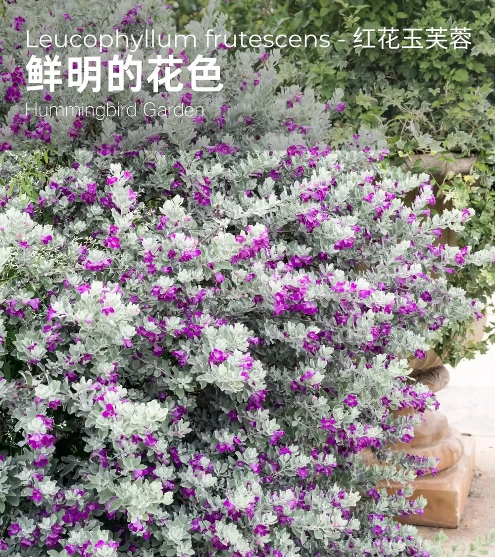 生性皮實