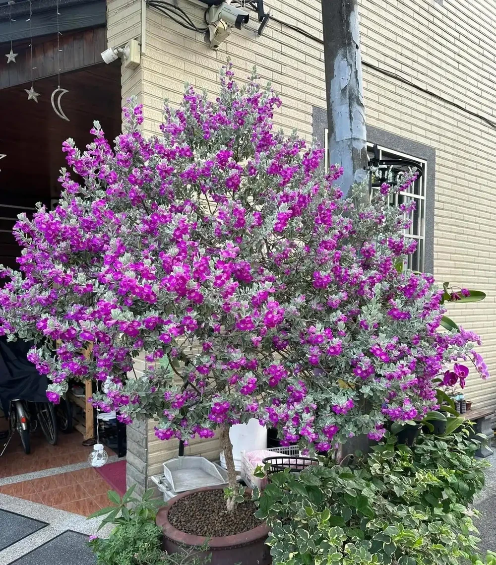 紅花玉芙蓉