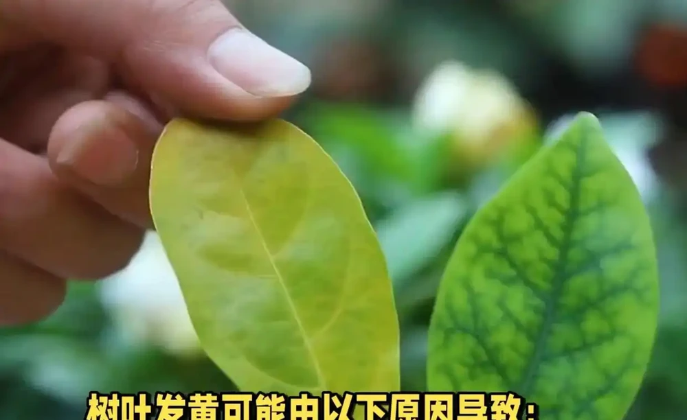 樹葉發黃是什麼原因？科學解析常見誘因與應對措施