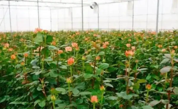 溫室玫瑰怎麼種植管理和收穫?溫室種植玫瑰的成本和利潤分析
