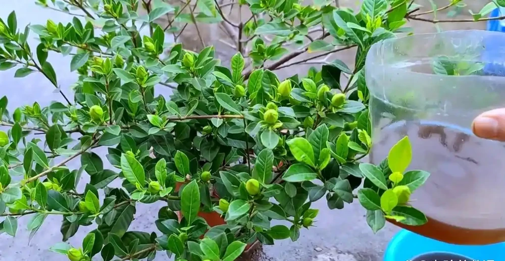 家裡養的梔子花黃葉，高手都是用家裡的「白醋」，就能輕鬆治好