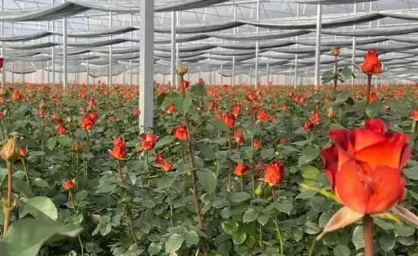 溫室玫瑰怎麼種植管理和收穫?溫室種植玫瑰的成本和利潤分析