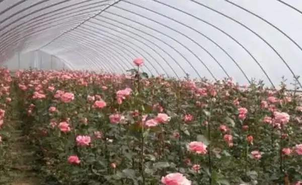 溫室玫瑰怎麼種植管理和收穫?溫室種植玫瑰的成本和利潤分析