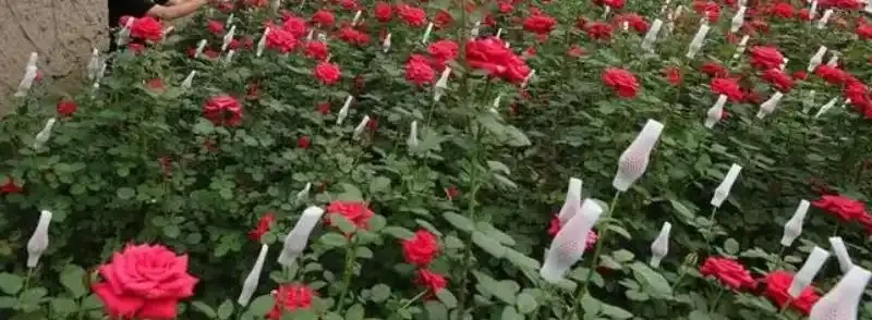 溫室玫瑰怎麼種植管理和收穫？溫室種植玫瑰的成本和利潤分析