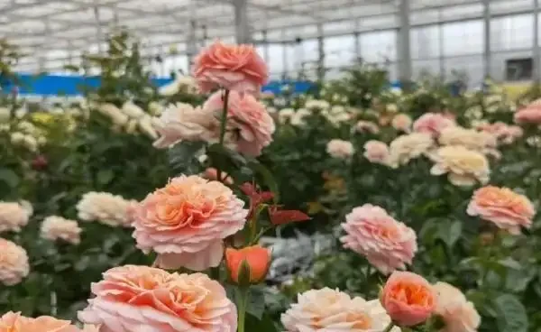 溫室玫瑰怎麼種植管理和收穫?溫室種植玫瑰的成本和利潤分析