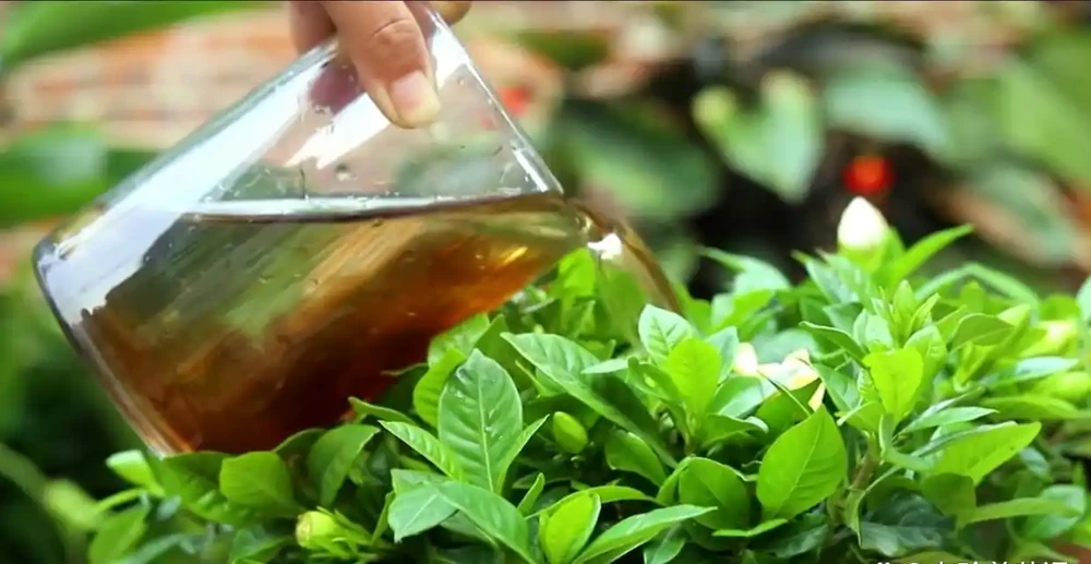 家裡養的梔子花黃葉，高手都是用家裡的「白醋」，就能輕鬆治好