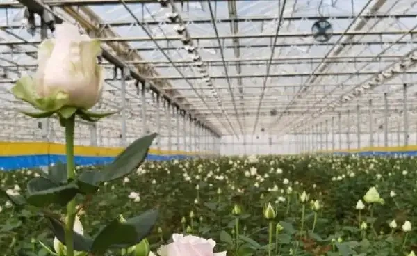 溫室玫瑰怎麼種植管理和收穫?溫室種植玫瑰的成本和利潤分析