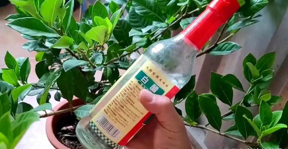 家裡養的梔子花黃葉，高手都是用家裡的「白醋」，就能輕鬆治好