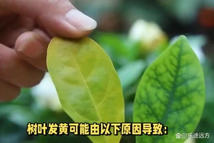 樹葉發黃是什麼原因？科學解析常見誘因與應對措施