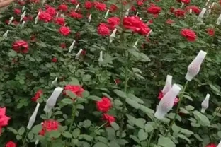 溫室玫瑰怎麼種植管理和收穫？溫室種植玫瑰的成本和利潤分析