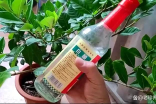 家裡養的梔子花黃葉，高手都是用家裡的「白醋」，就能輕鬆治好