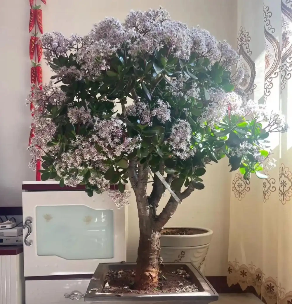 客廳必養10種吉祥花！高貴大氣，鎮宅守家旺福氣