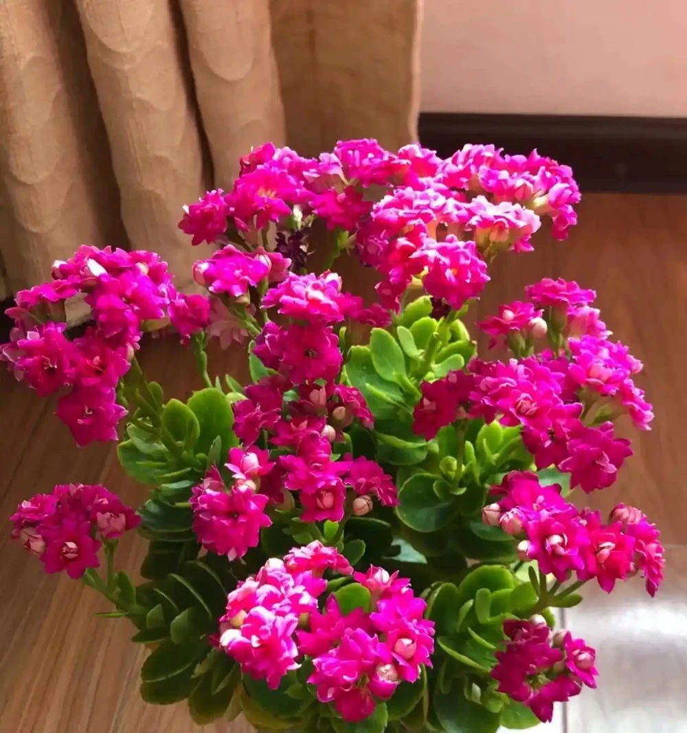 客廳必養10種吉祥花！高貴大氣，鎮宅守家旺福氣