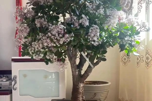 客廳必養10種吉祥花！高貴大氣，鎮宅守家旺福氣