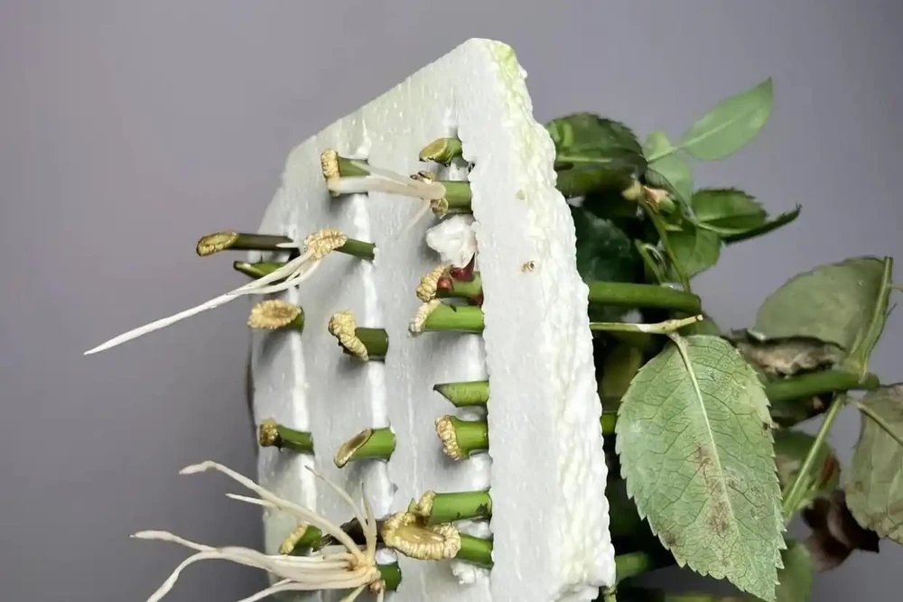 月季泡水就長根!花農秘法15天出根,新手一學就會