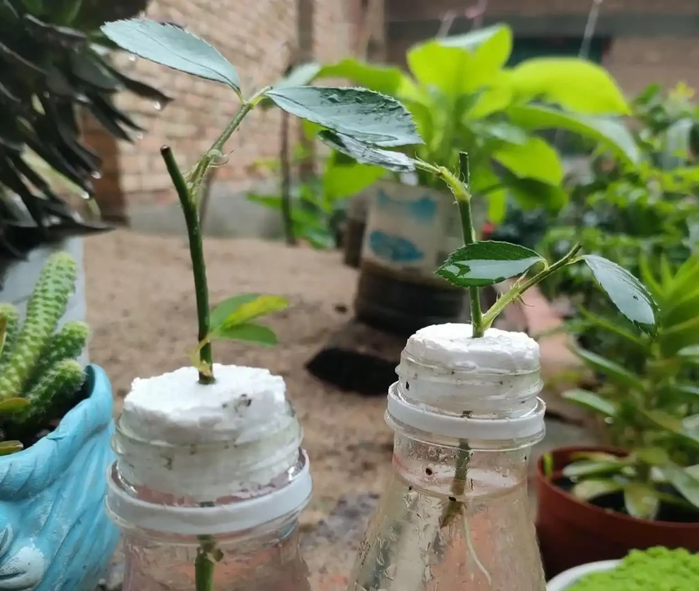 月季泡水就長根!花農秘法15天出根,新手一學就會