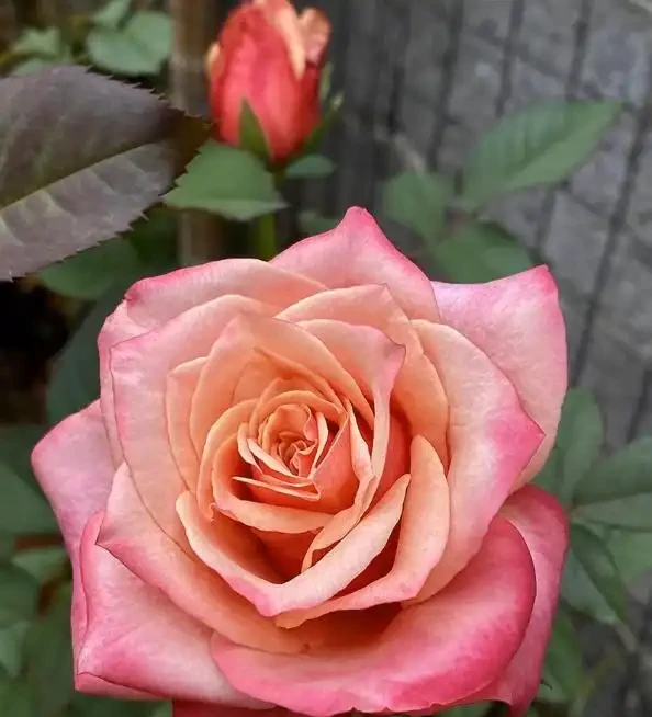 月季泡水就長根!花農秘法15天出根,新手一學就會