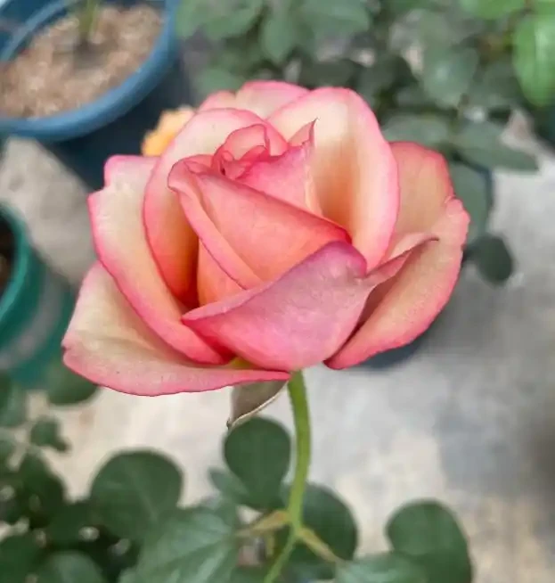 月季泡水就長根!花農秘法15天出根,新手一學就會