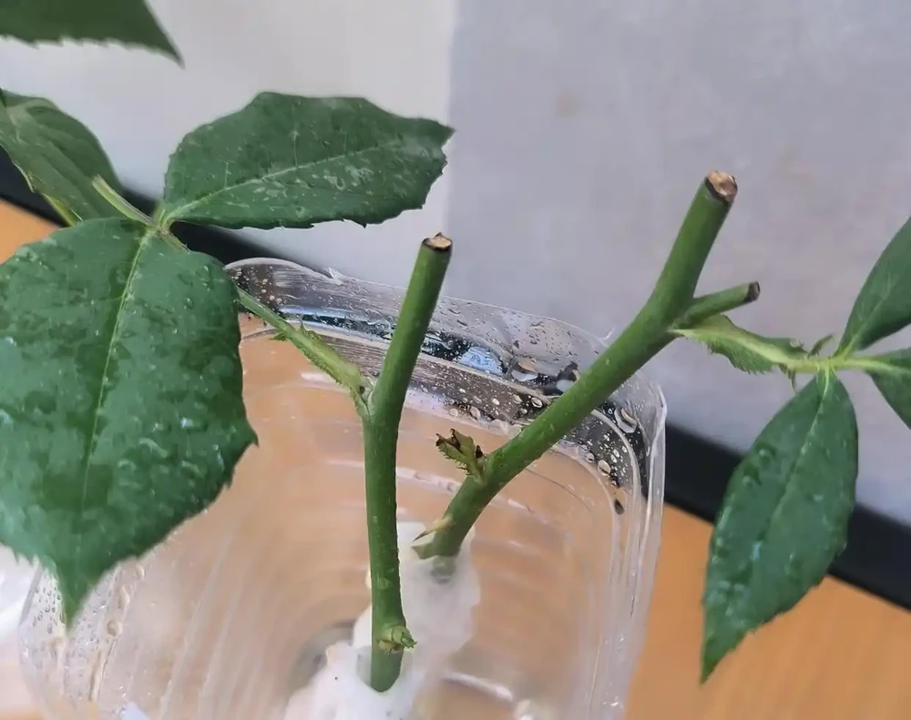 月季泡水就長根!花農秘法15天出根,新手一學就會