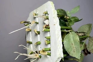 月季泡水就長根！花農秘法15天出根，新手一學就會