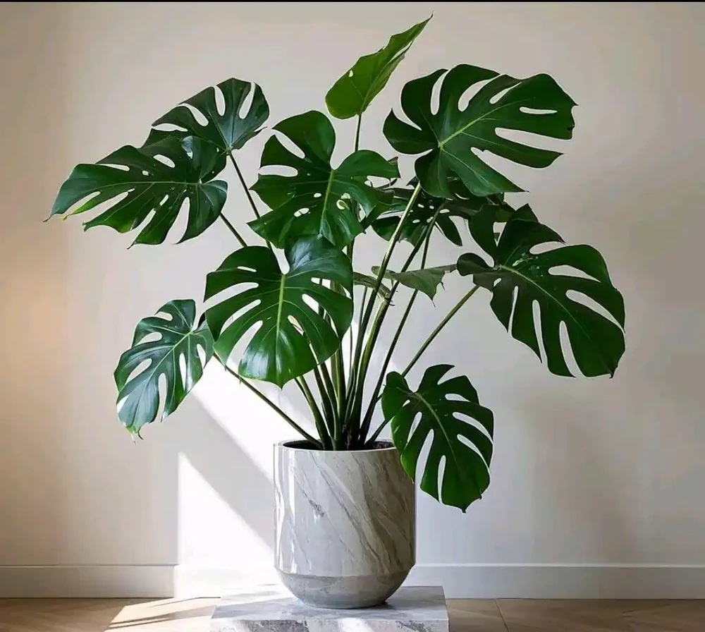 家裡必養的10種「旺家花」！招財納福又養人，你擁有幾樣？