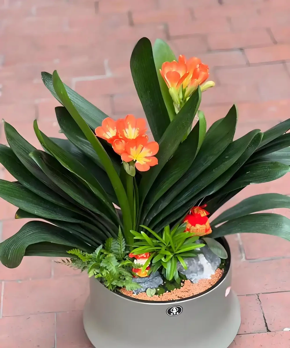 家裡必養的10種「旺家花」！招財納福又養人，你擁有幾樣？