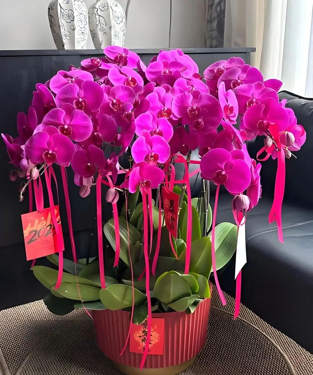 家裡必養的10種「旺家花」！招財納福又養人，你擁有幾樣？