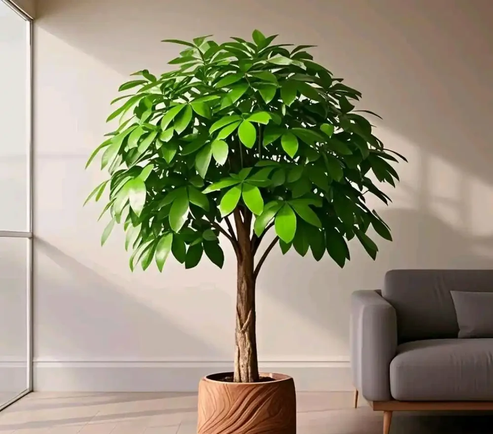 發財樹
