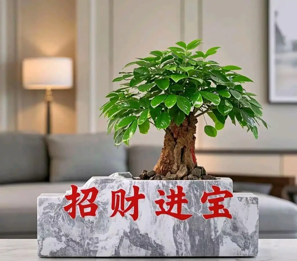 雪鐵芋